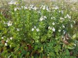 Euphrasia brevipila