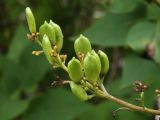 Syringa vulgaris. Часть соплодия с незрелыми плодами. Калужская обл., ст. Думиничи. 25.08.2009.