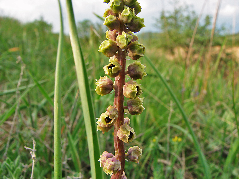 Изображение особи Leopoldia comosa.