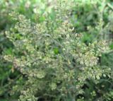 Lepidium ruderale