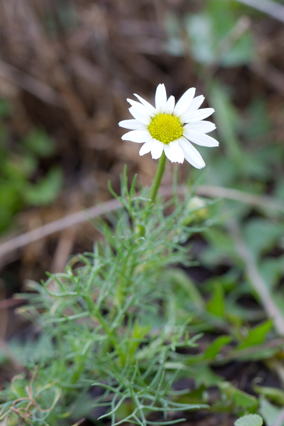 Изображение особи Tripleurospermum inodorum.