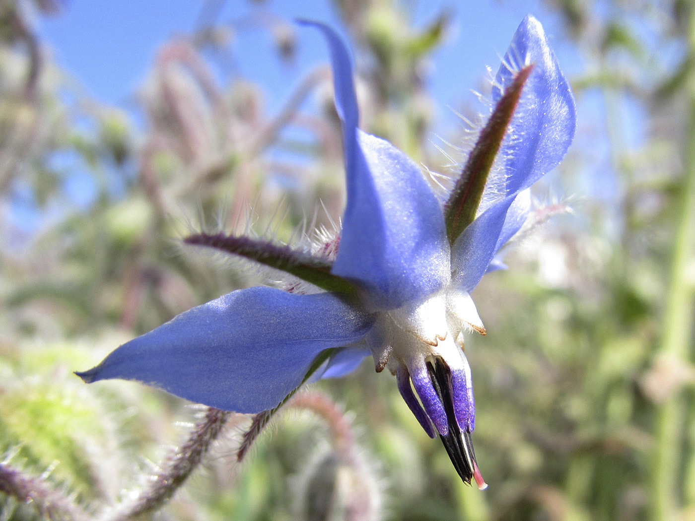 Изображение особи Borago officinalis.