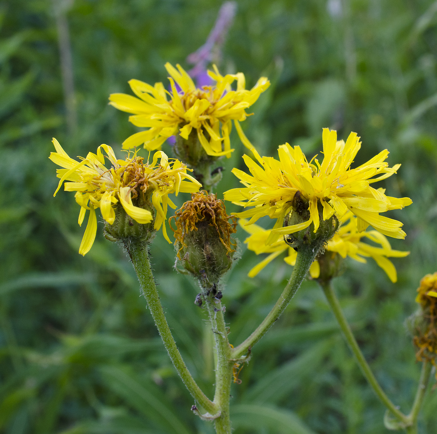 Image of Crepis sibirica specimen.