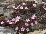 Douglasia ochotensis