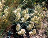 Hedysarum candidum. Цветущее растение на скальных выходах. Крым, Керченский п-ов, Опукский природный заповедник. Начало июня 2003 г.