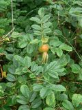 Rosa rugosa