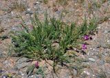 Oxytropis trichophysa