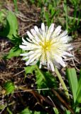 Taraxacum coreanum