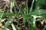 Knautia arvensis