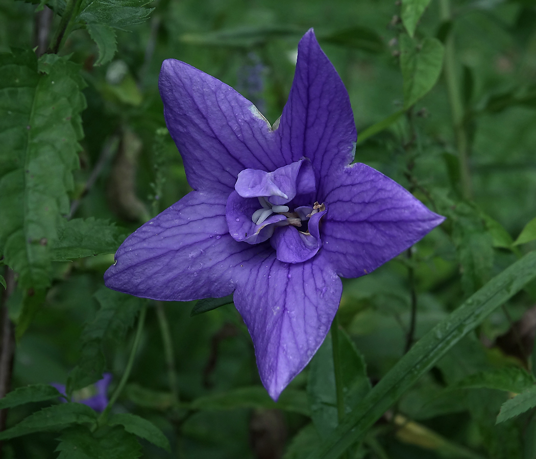 Изображение особи Platycodon grandiflorus.