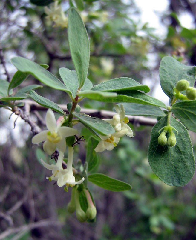 Изображение особи Lonicera microphylla.