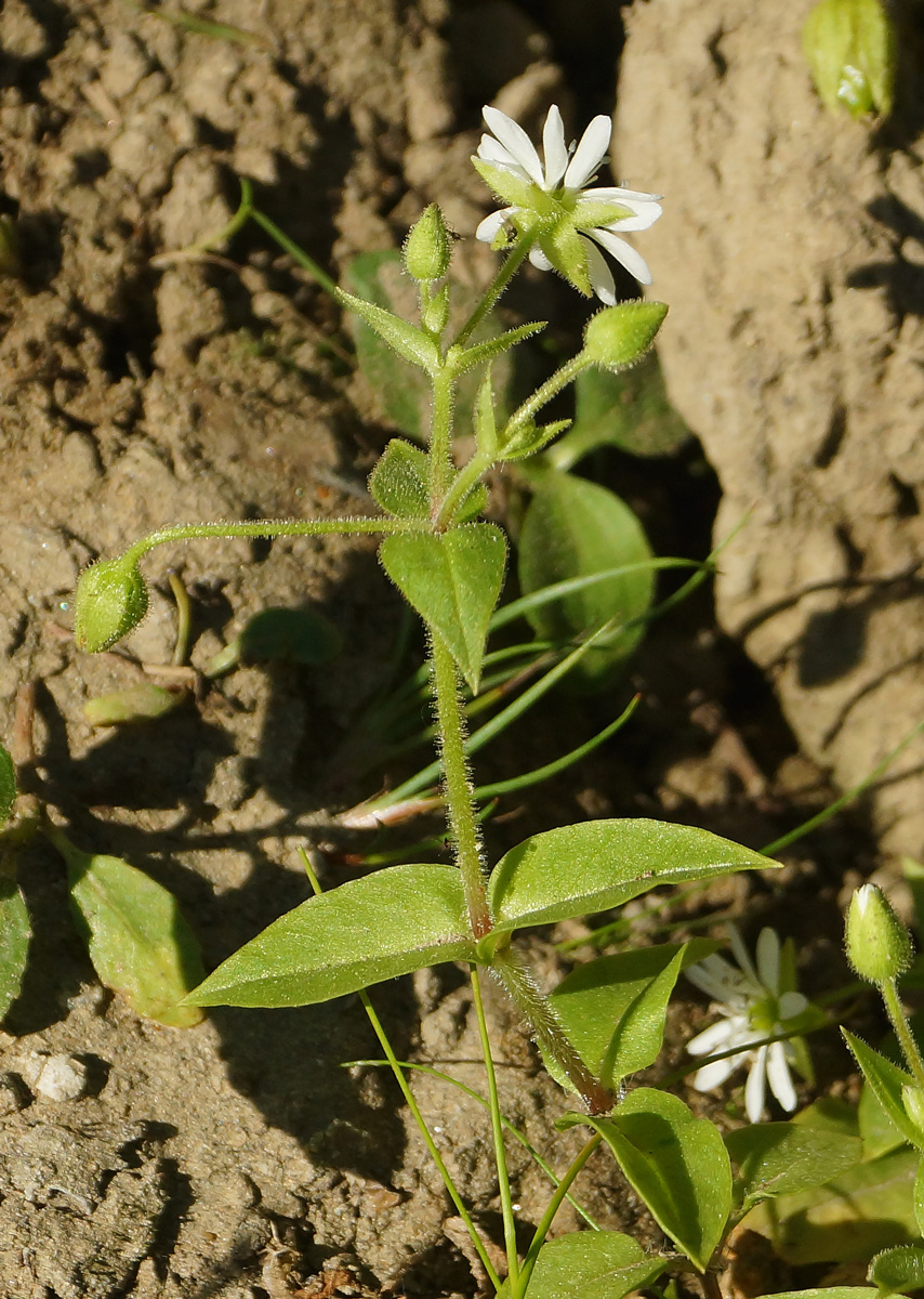 Изображение особи Myosoton aquaticum.