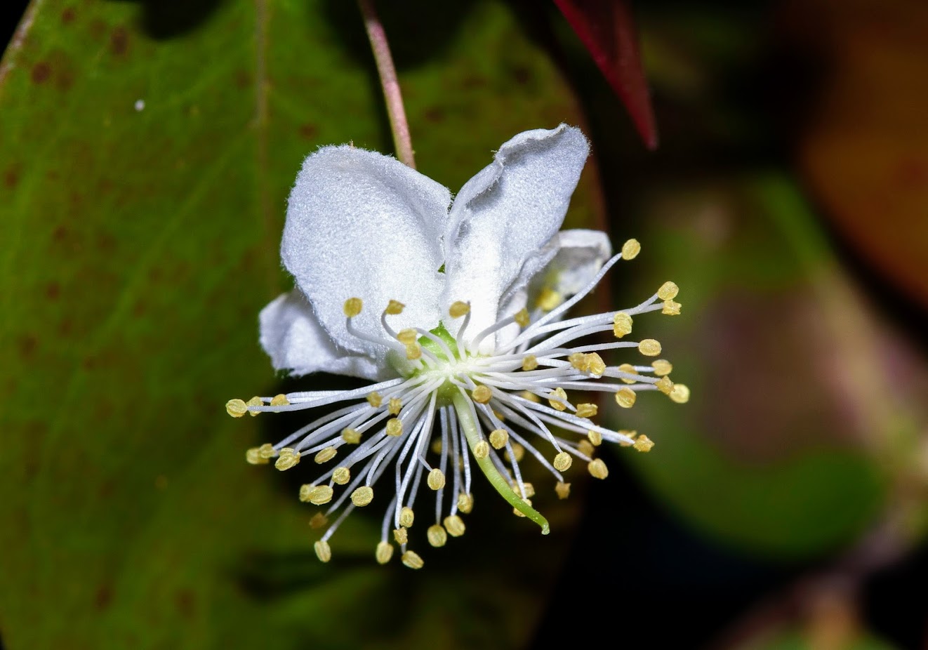 Изображение особи Eugenia uniflora.