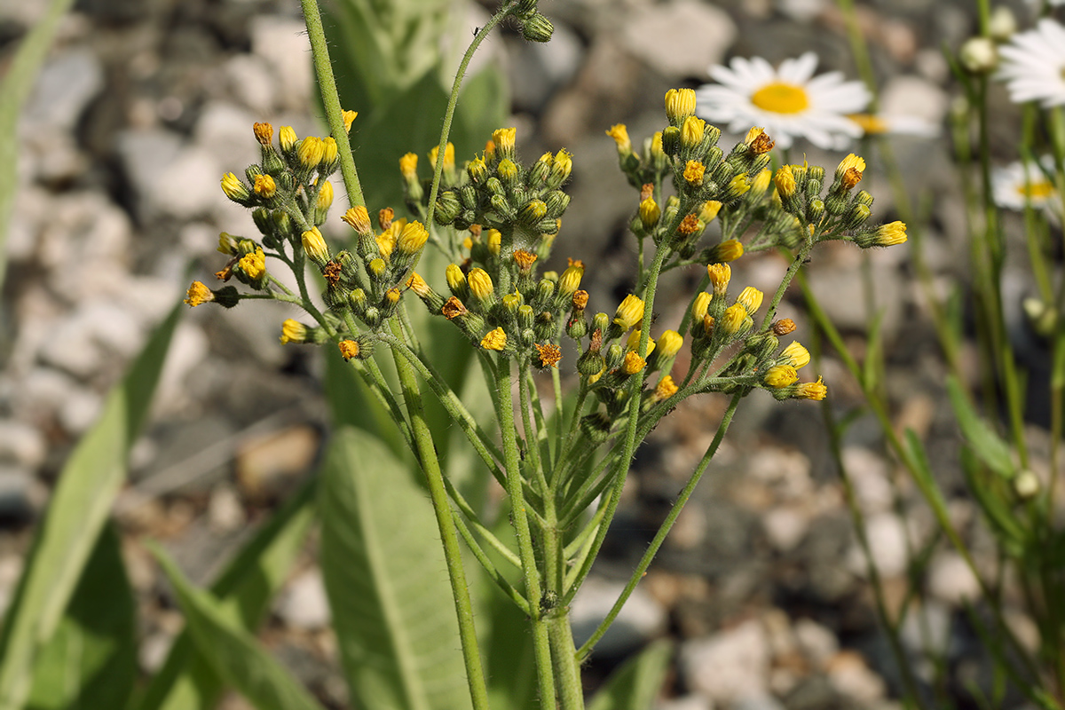 Изображение особи Pilosella cymosa.