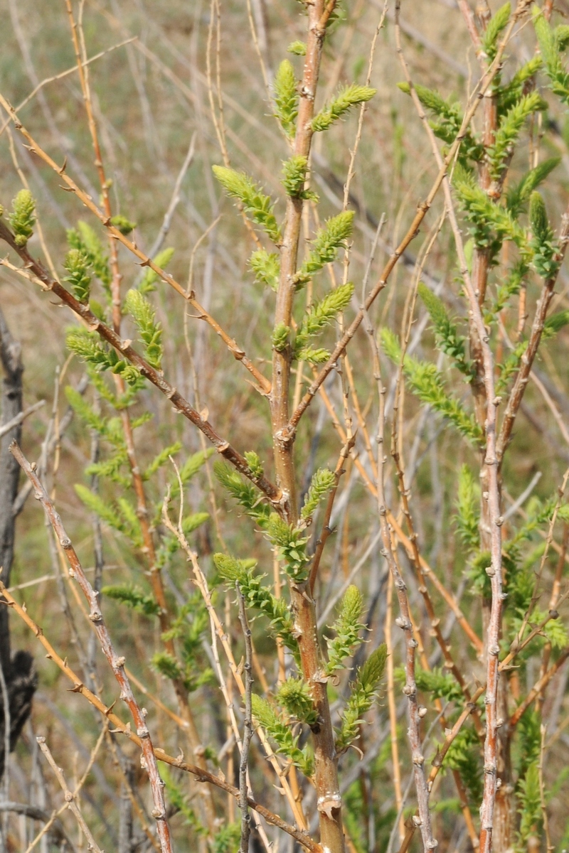 Изображение особи Myricaria bracteata.