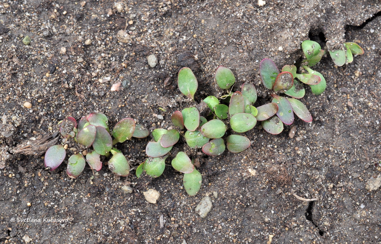 Изображение особи Rheum palmatum.