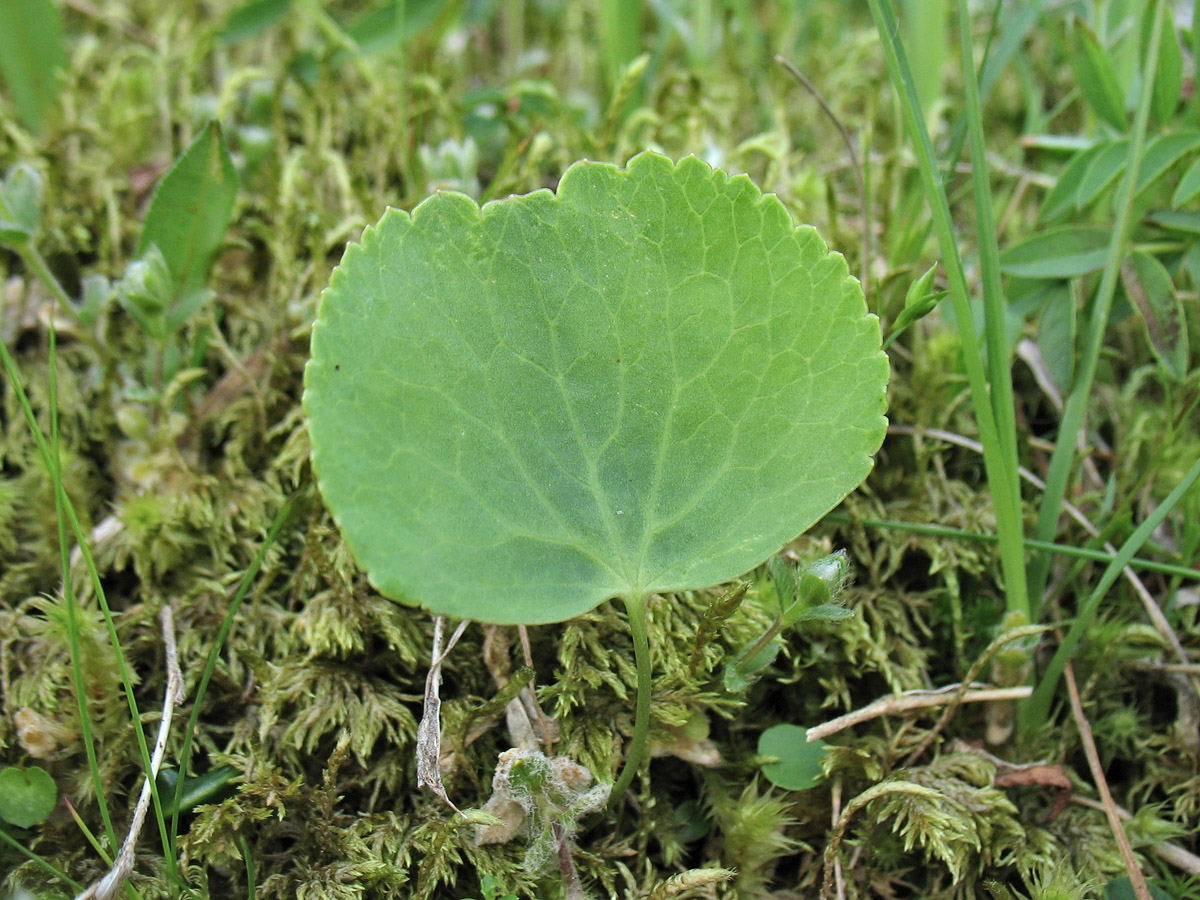 Изображение особи Ranunculus thora.