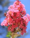 Lagerstroemia indica. Соцветие. Южный берег Крыма, Никитский ботанический сад, в культуре. 22 августа 2015 г.