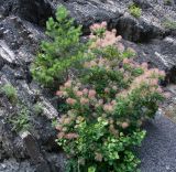 Cotinus coggygria