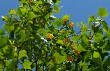 Liriodendron tulipifera