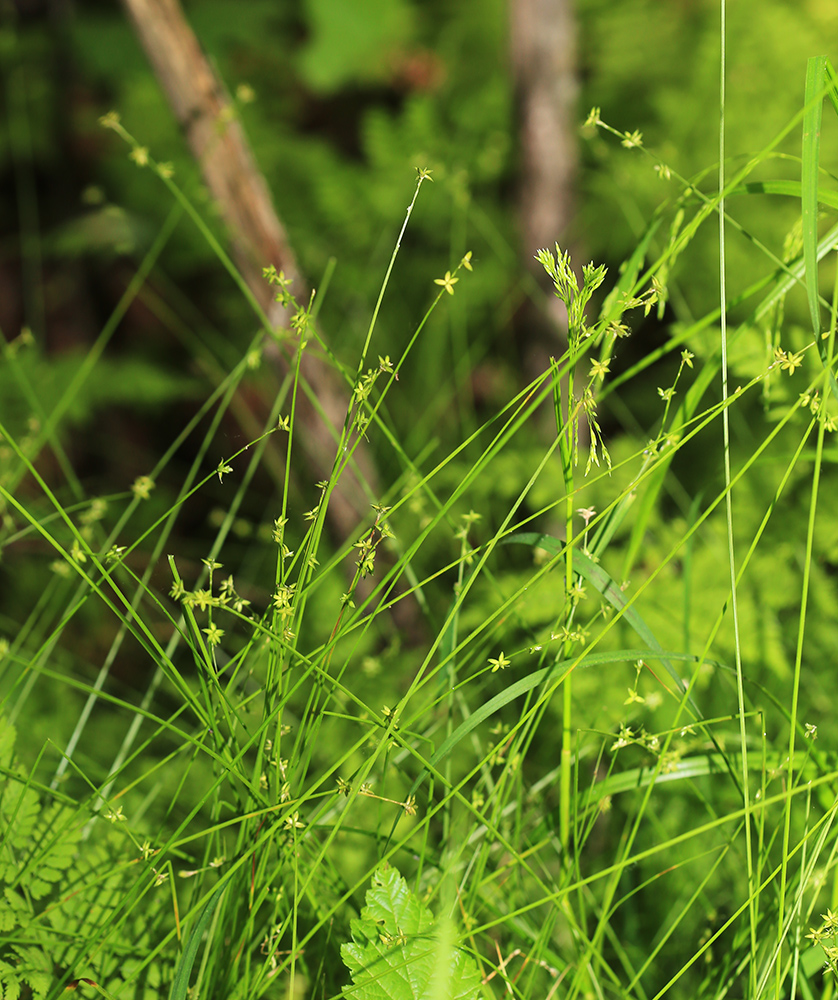 Изображение особи Carex loliacea.