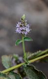 Mentha asiatica