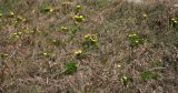 Adonis vernalis