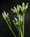 Saussurea parviflora