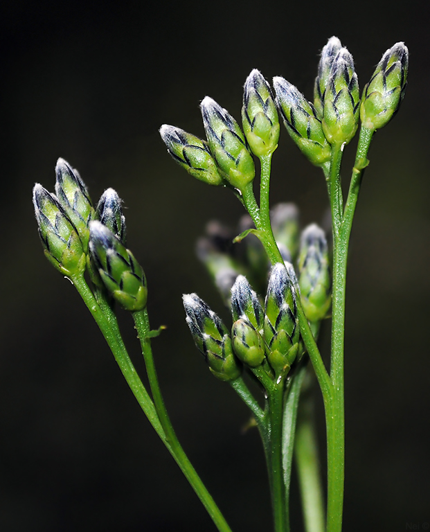 Image of Saussurea parviflora specimen.