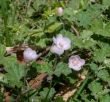 Malvella sherardiana