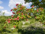 Acer tataricum