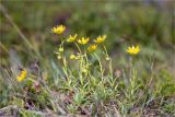 Saxifraga aizoides. Цветущие растения. Мурманская обл., п-в Рыбачий, берег р. Скорбеевская вблизи водопада, вороничная тундра. 29.07.2020.