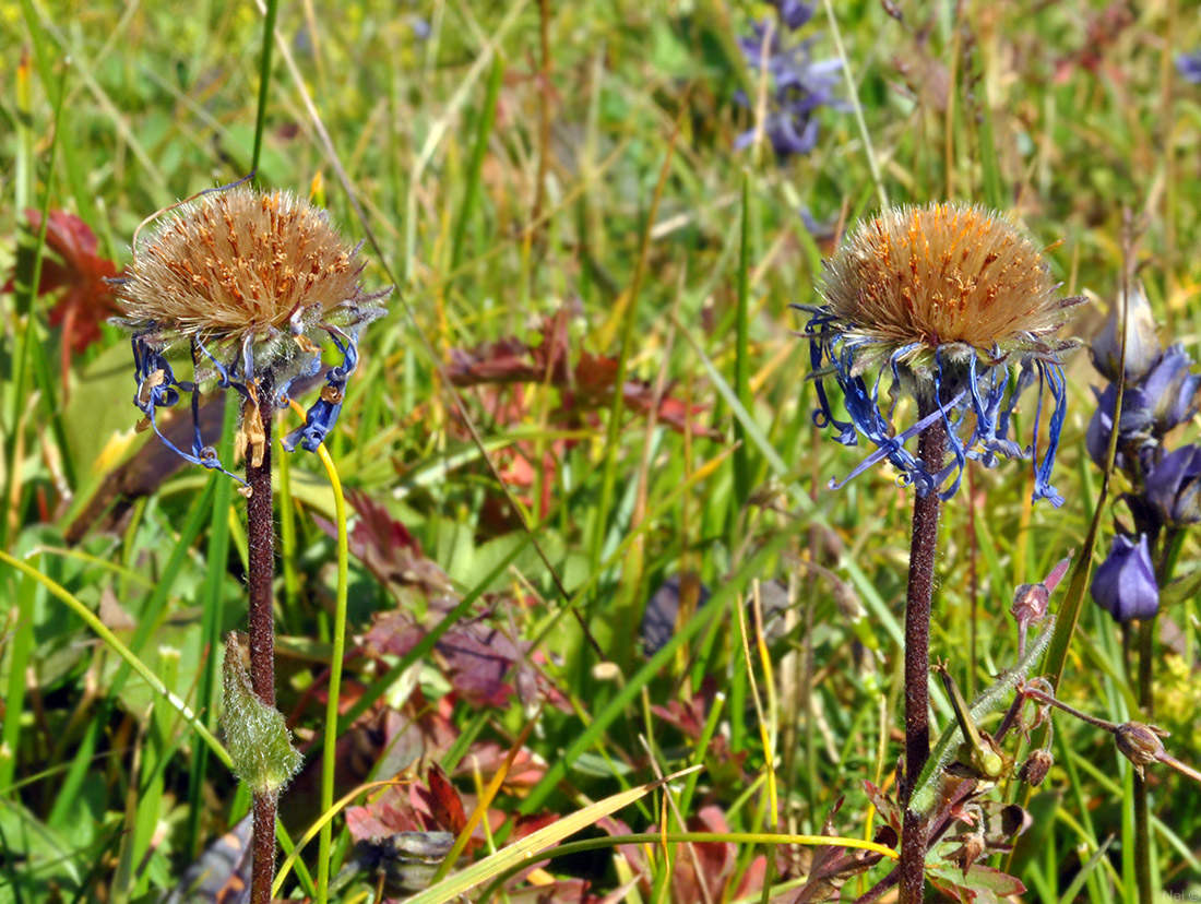 Изображение особи Erigeron flaccidus.