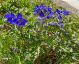 Delphinium caucasicum