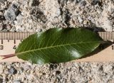 Salix caucasica