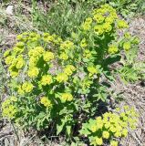 Euphorbia latifolia. Цветущее растение. Восточный Казахстан, Калбинский хр. 27.05.2004.