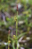 Carex vaginata. Верхушка побега с мужским соцветием (вверху) и соплодиями. Мурманск, сопка Горелая, тундра. 08.08.2010.