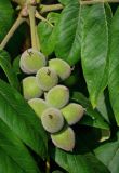 Juglans ailanthifolia. Незрелое соплодие. Грузия, Аджария, г. Батуми, в культуре. 17.06.2023.