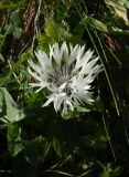 Centaurea cheiranthifolia. Соцветие. Чечня, Итум-Калинский р-н, северный отрог горы Чархунышкорт, западный склон, выс. 2370 м н.у.м, травянистый склон. 7 августа 2023 г.