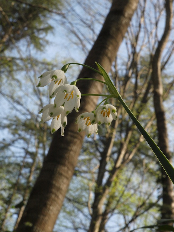 Изображение особи Leucojum aestivum.