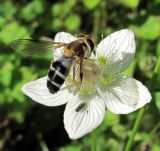 Parnassia palustris. Цветок с кормящейся мухой-журчалкой Leucozona glaucia. Архангельская обл., Вельский р-н, луг вблизи лесной дороги. 12.08.2012.