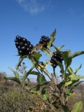 Ligustrum vulgare