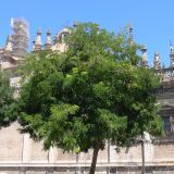 Robinia luxurians