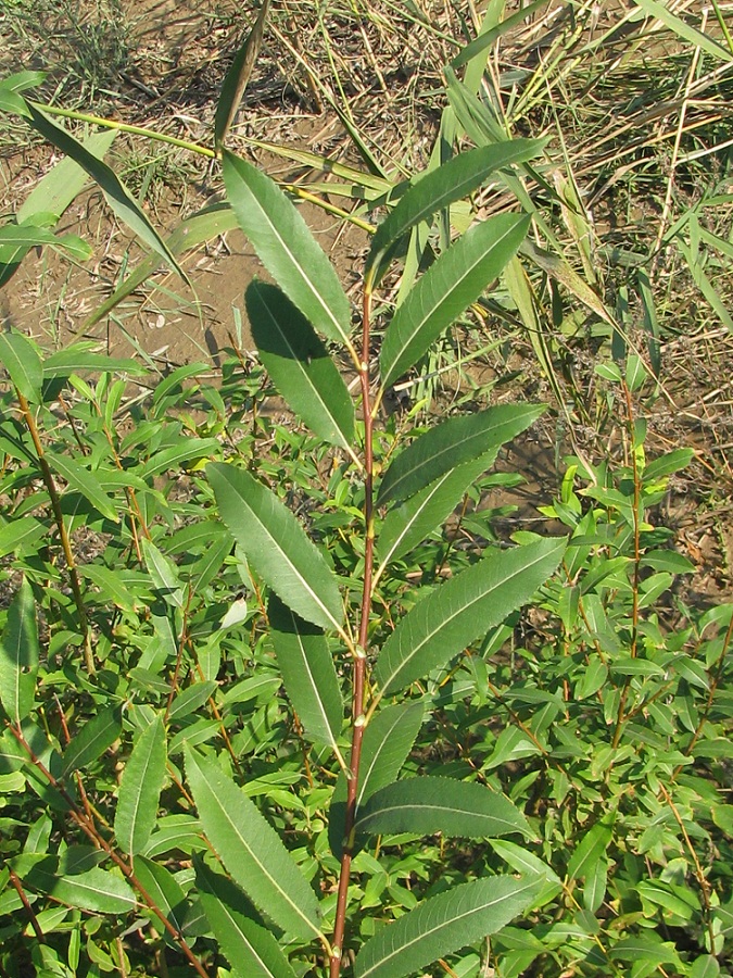 Изображение особи Salix &times; alopecuroides.