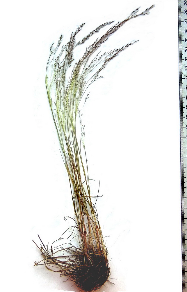 Изображение особи Agrostis scabra.