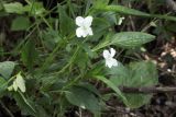 Viola pumila