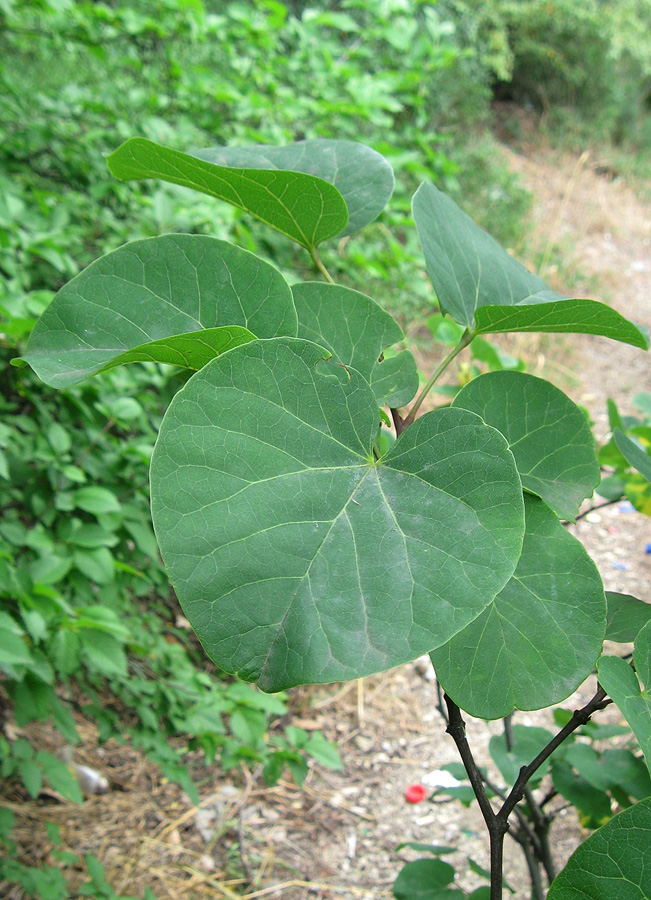 Image of Cercis siliquastrum specimen.