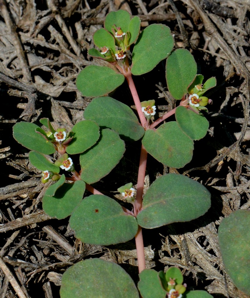 Изображение особи Euphorbia chamaesyce.