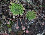 род Sempervivum. Вегетирующие растения на стадии начала формирования куртинки. Украина, Хмельницкая обл., г. Каменец-Подольский, у обрыва каньона р. Смотрич. 22 сентября 2013 г.