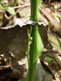 Convallaria majalis